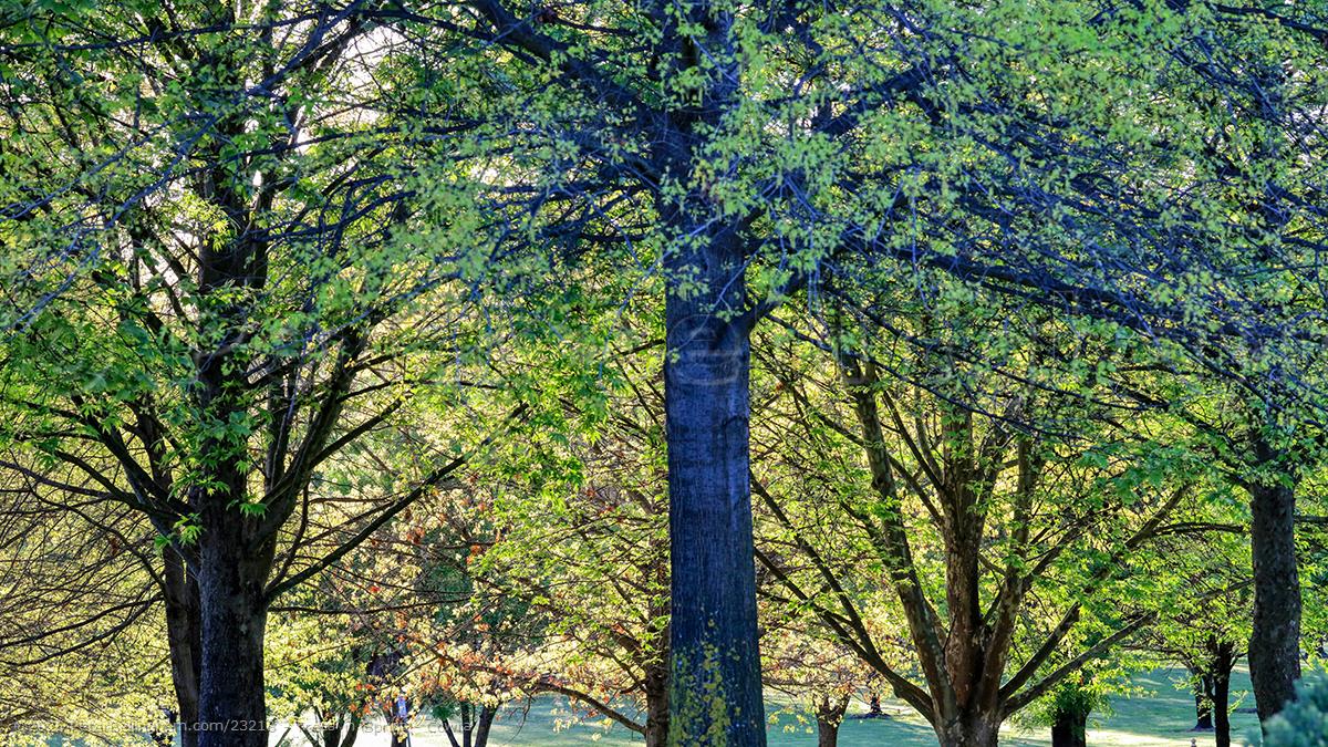 Peter Bellingham Photography Trees in Sprint - Cowra